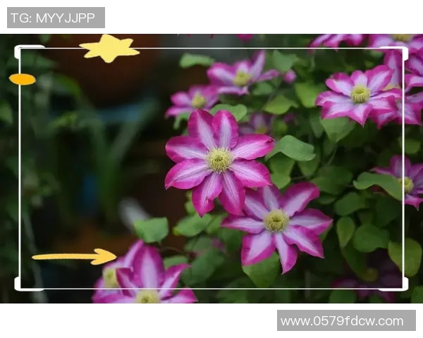 花卉种植技巧与养护知识全面解析，打造美丽花园的实用指南